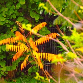 Ailanthus, also known as Tree of Heaven