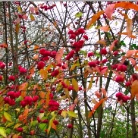 Spindle berries (Euonymus)