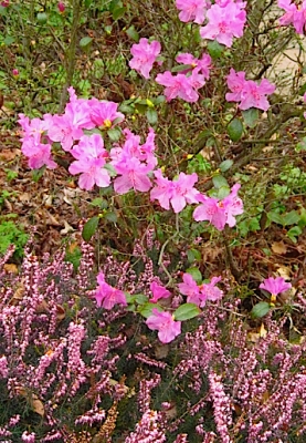 Rhododendron and heather
