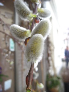 Willow catkins in spring