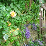 Westerland rose and campanula by the backgate.
